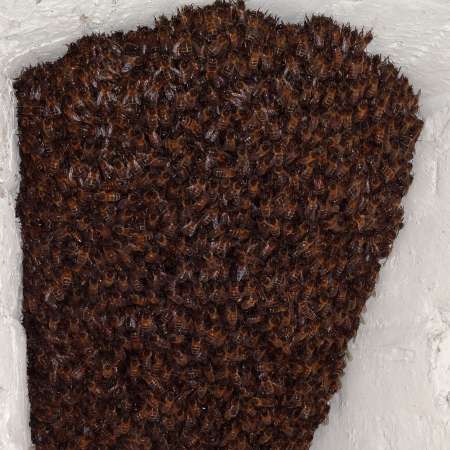Un essaim d'abeilles aux Archives