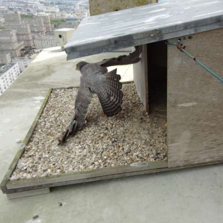 15 années d’observation des faucons Pèlerins au Havre