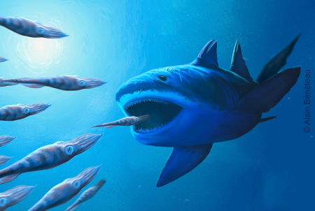 Un nouveau requin d’il y a 150 millions d’années !